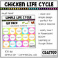Simple Chicken Life Cycle GIF Pack